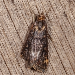 Achyra affinitalis at Melba, ACT - 5 Mar 2021