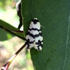 Thallarcha trissomochla (Yellow Crossed Footman) at Wandiyali-Environa Conservation Area - 4 Mar 2021 by Wandiyali