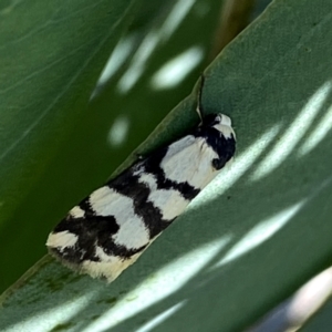 Thallarcha trissomochla at Googong, NSW - 4 Mar 2021