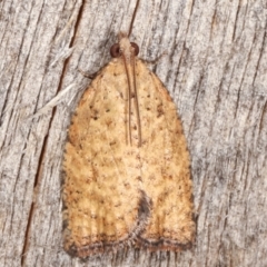 Tortricinae (subfamily) (A tortrix moth) at Melba, ACT - 4 Mar 2021 by kasiaaus