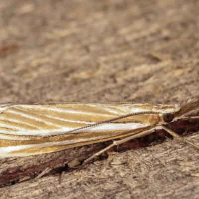 Hednota species near grammellus (Pyralid or snout moth) at Melba, ACT - 4 Mar 2021 by kasiaaus