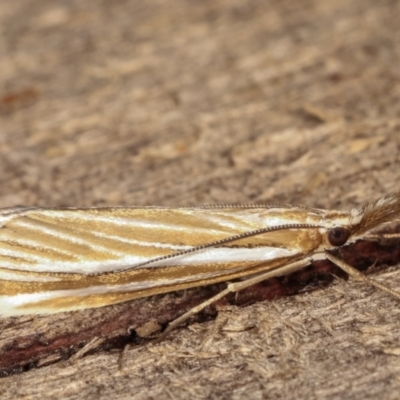 Hednota species near grammellus (Pyralid or snout moth) at Melba, ACT - 5 Mar 2021 by kasiaaus