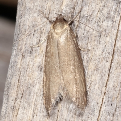 Palimmeces undescribed species near concolor at Melba, ACT - 5 Mar 2021 by kasiaaus