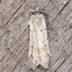 Philobota scitula at Melba, ACT - 5 Mar 2021