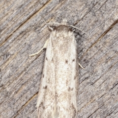 Philobota scitula at Melba, ACT - 5 Mar 2021 12:52 AM