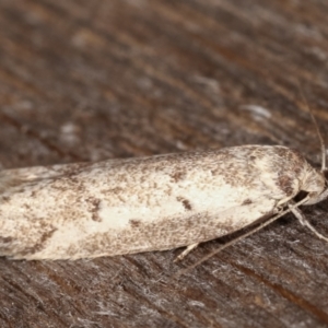 Philobota scitula at Melba, ACT - 5 Mar 2021 12:52 AM