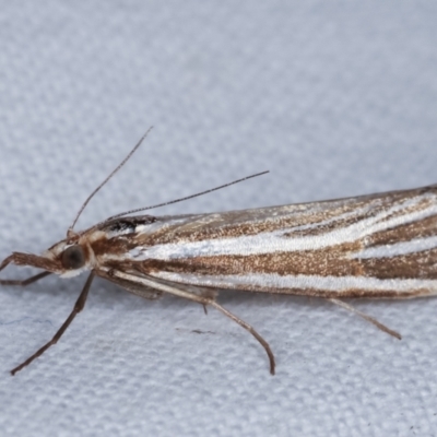 Hednota species near grammellus (Pyralid or snout moth) at Melba, ACT - 5 Mar 2021 by kasiaaus