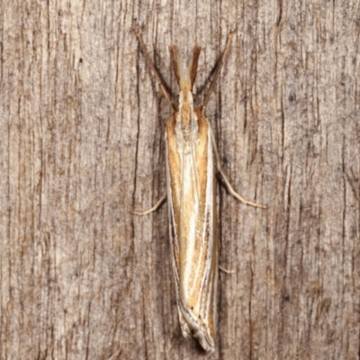 Hednota species near grammellus (Pyralid or snout moth) at Melba, ACT - 4 Mar 2021 by kasiaaus