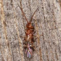 Apocrita (suborder) (Unidentified wasp) at Melba, ACT - 5 Mar 2021 by kasiaaus