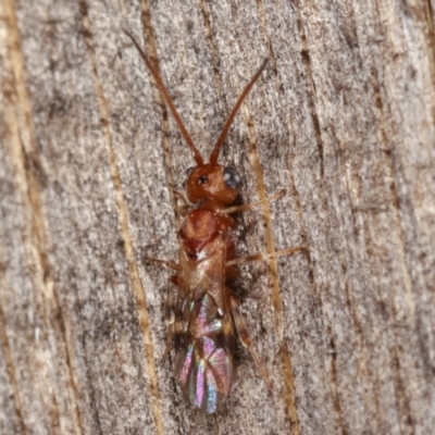 Apocrita (suborder) (Unidentified wasp) at Melba, ACT - 5 Mar 2021 by kasiaaus