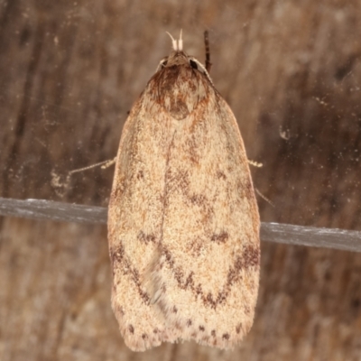 Heliocausta undescribed species (A concealer moth) at Melba, ACT - 4 Mar 2021 by kasiaaus