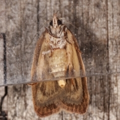 Heliocausta undescribed species at Melba, ACT - 5 Mar 2021 01:01 AM