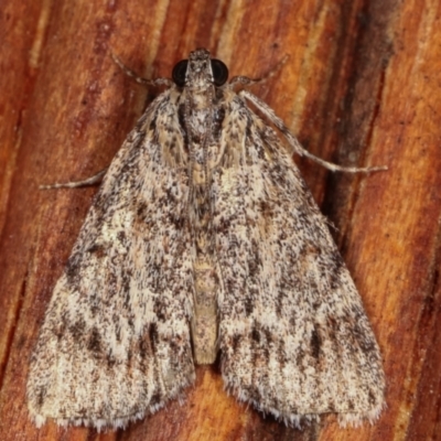 Spectrotrota fimbrialis (A Pyralid moth) at Melba, ACT - 5 Mar 2021 by kasiaaus