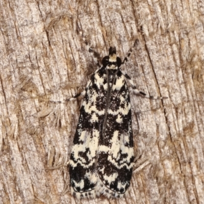 Scoparia exhibitalis (A Crambid moth) at Melba, ACT - 5 Mar 2021 by kasiaaus