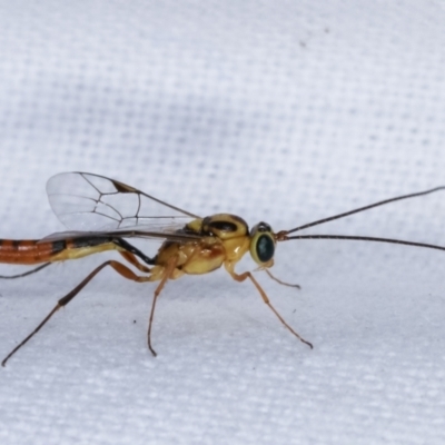 Ichneumonidae (family) (Unidentified ichneumon wasp) at Melba, ACT - 5 Mar 2021 by kasiaaus