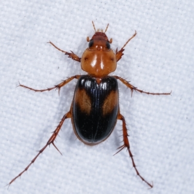 Phyllotocus bimaculatus (Nectar scarab) at Melba, ACT - 5 Mar 2021 by kasiaaus