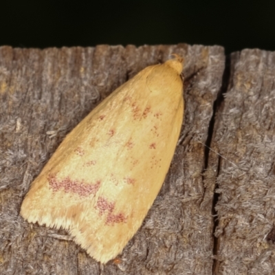 Heteroteucha occidua (A concealer moth) at Melba, ACT - 5 Mar 2021 by kasiaaus