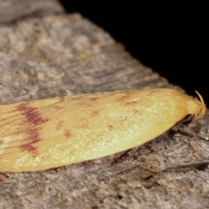 Heteroteucha occidua at Melba, ACT - 5 Mar 2021 10:55 PM