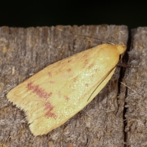 Heteroteucha occidua at Melba, ACT - 5 Mar 2021 10:55 PM