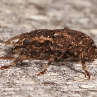 Mandalotus sp. (genus) (Unidentified Mandalotus weevil) at Melba, ACT - 5 Mar 2021 by kasiaaus