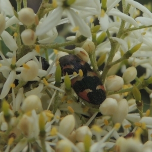 Castiarina sexplagiata at Conder, ACT - 2 Jan 2021