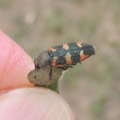 Castiarina sexplagiata at Conder, ACT - 2 Jan 2021