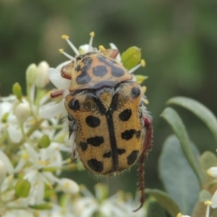 Neorrhina punctata (Spotted flower chafer) at Conder, ACT - 2 Jan 2021 by michaelb