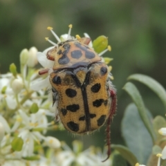 Neorrhina punctata (Spotted flower chafer) at Pollinator-friendly garden Conder - 2 Jan 2021 by michaelb