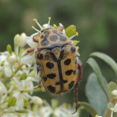 Neorrhina punctata (Spotted flower chafer) at Conder, ACT - 2 Jan 2021 by michaelb