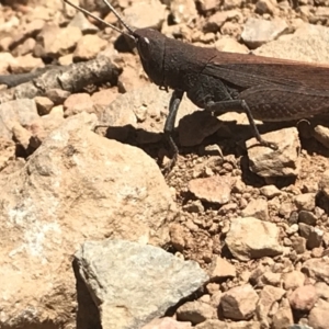 Goniaea opomaloides at Bimberi, NSW - 6 Mar 2021 02:34 PM