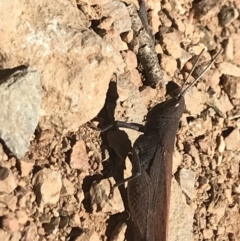 Goniaea opomaloides at Bimberi, NSW - 6 Mar 2021 02:34 PM