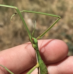 Didymuria violescens at Tantangara, NSW - 6 Mar 2021