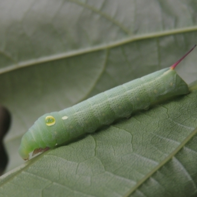 Hippotion celerio (Vine Hawk Moth) at Conder, ACT - 2 Jan 2021 by michaelb