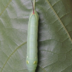 Hippotion celerio at Conder, ACT - 2 Jan 2021