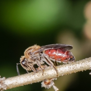 Lasioglossum (Parasphecodes) sp. (genus & subgenus) at Acton, ACT - 9 Mar 2021 10:37 AM