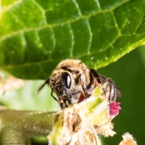 Lasioglossum (Parasphecodes) sp. (genus & subgenus) at Acton, ACT - 9 Mar 2021 10:37 AM