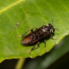 Pergagrapta sp. (genus) (A sawfly) at Downer, ACT - 8 Mar 2021 by Roger