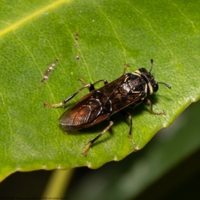 Pergagrapta sp. (genus) (A sawfly) at Downer, ACT - 9 Mar 2021 by Roger