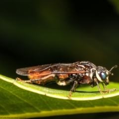 Pergagrapta sp. (genus) at Downer, ACT - 9 Mar 2021