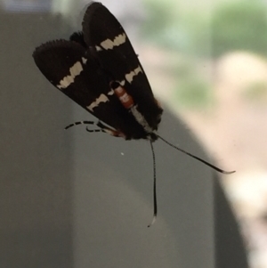 Hecatesia fenestrata at Aranda, ACT - 6 Mar 2021