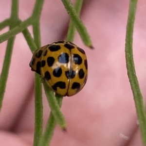 Harmonia conformis at Aranda, ACT - 8 Mar 2021