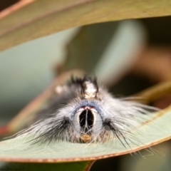 Porela delineata (Lined Porela) at Bruce, ACT - 7 Mar 2021 by Roger