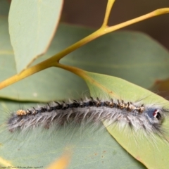 Porela delineata at Bruce, ACT - 8 Mar 2021