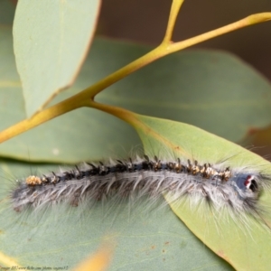 Porela delineata at Bruce, ACT - 8 Mar 2021