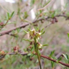 Corunastylis cornuta (Horned Midge Orchid) at Mount Jerrabomberra QP - 8 Mar 2021 by krea