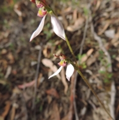 Eriochilus cucullatus (Parson's Bands) at Mount Jerrabomberra QP - 8 Mar 2021 by krea