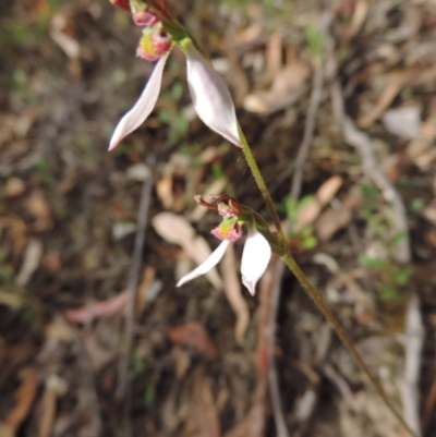 Eriochilus cucullatus (Parson's Bands) at Jerrabomberra, NSW - 8 Mar 2021 by krea