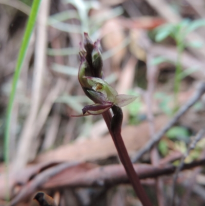 Acianthus exsertus (Large Mosquito Orchid) at Jerrabomberra, NSW - 8 Mar 2021 by krea