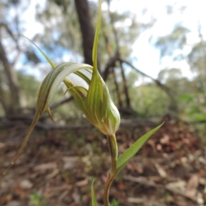 Diplodium ampliatum at Jerrabomberra, NSW - 8 Mar 2021