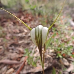 Diplodium ampliatum at Jerrabomberra, NSW - 8 Mar 2021